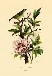 Blauer Dacnis